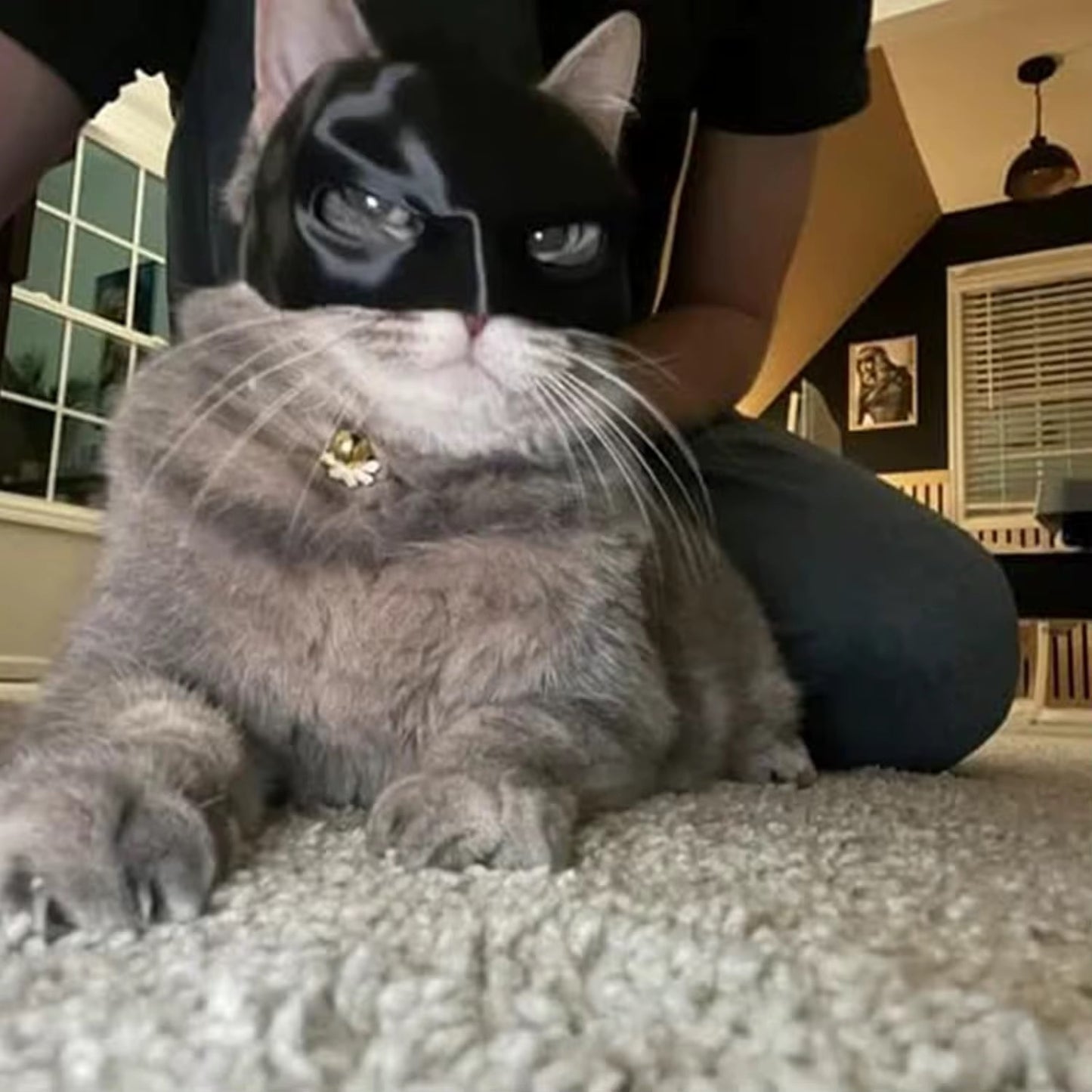 Cat Bat Man Mask – Halloween Superhero Half-Face Pet Costume