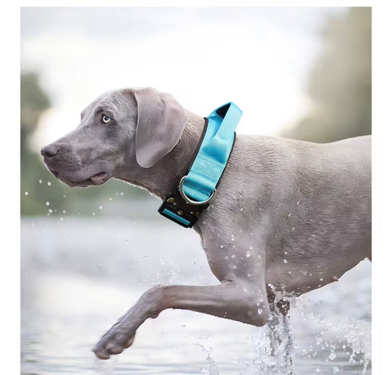 Tactical Dog Collar in Kenya – Heavy Duty Adjustable Military Collar with Handle for Large & Medium Dogs