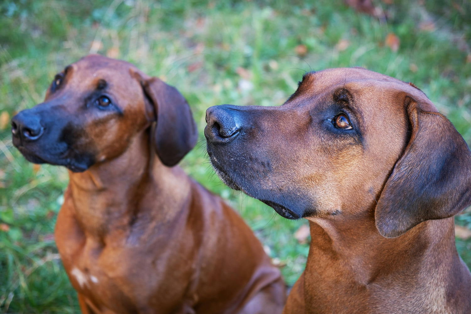 Dogs