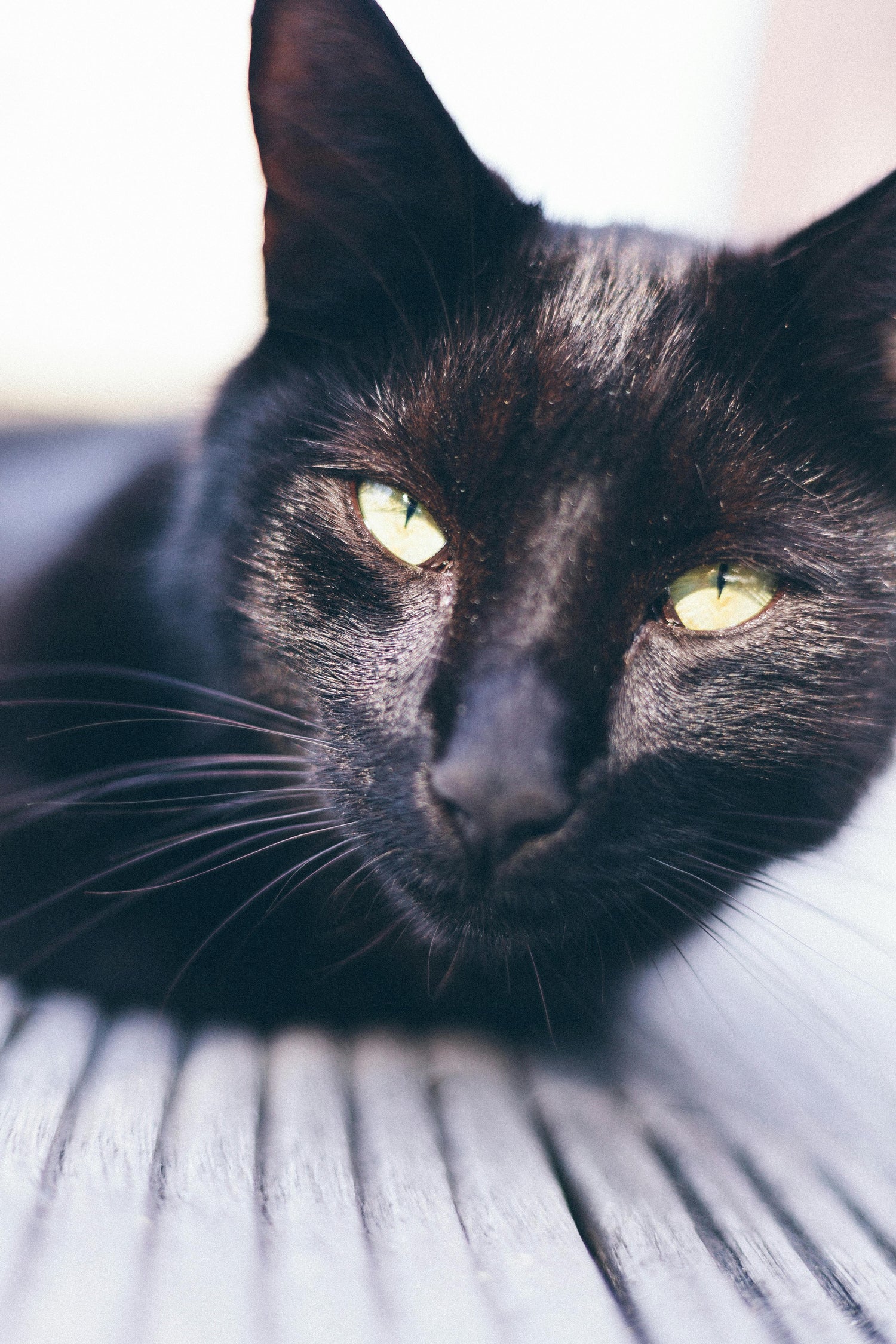 Cats