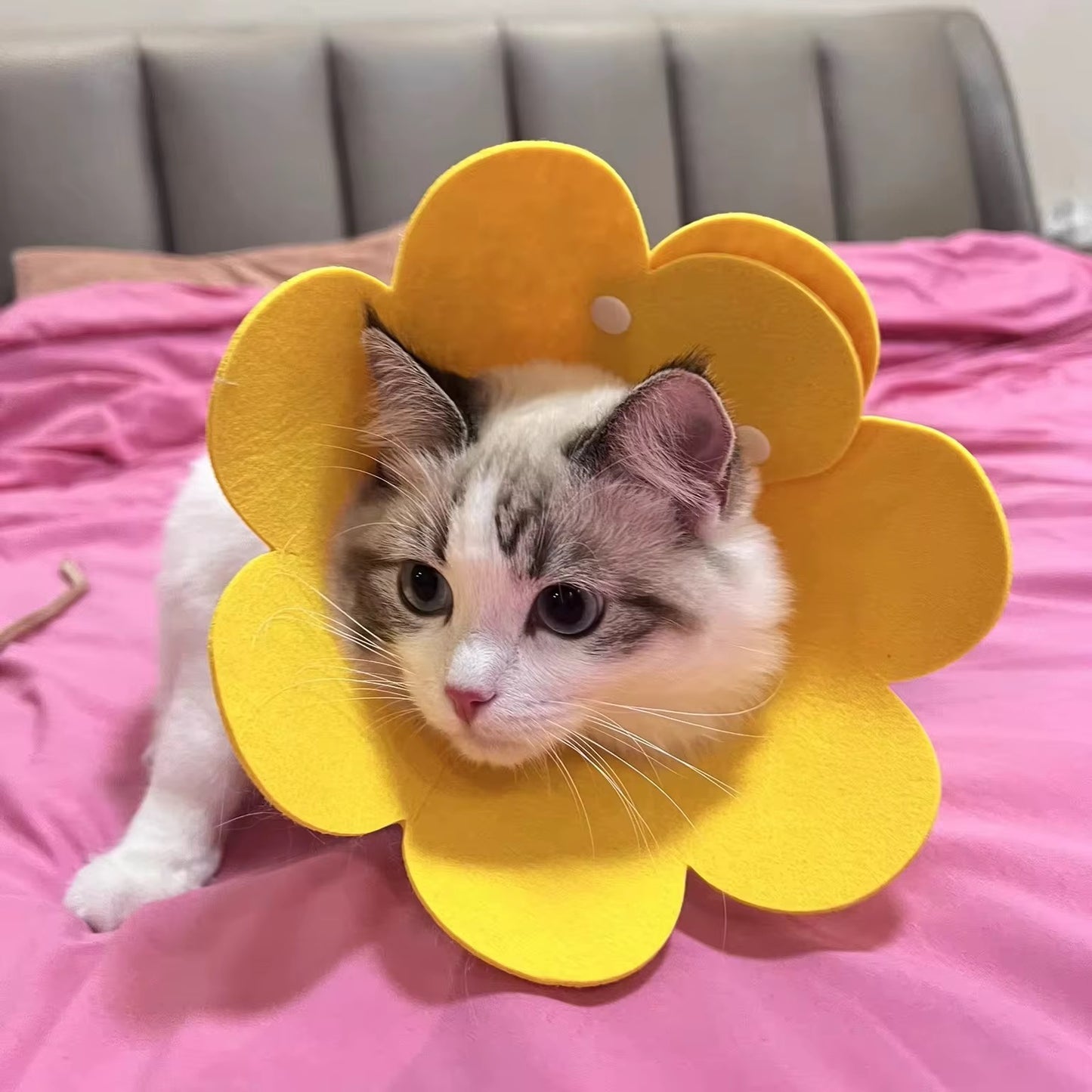 Anti-Licking Elizabeth Cone for Cats – Soft, Comfortable, and Adjustable Recovery Collar in Kenya