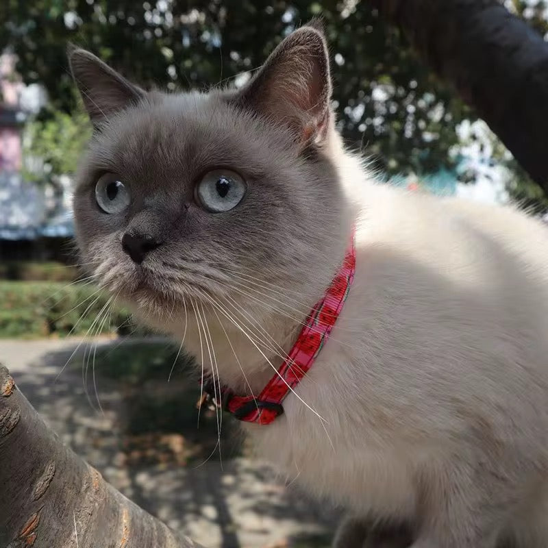 Cat Collar - Fruit Print