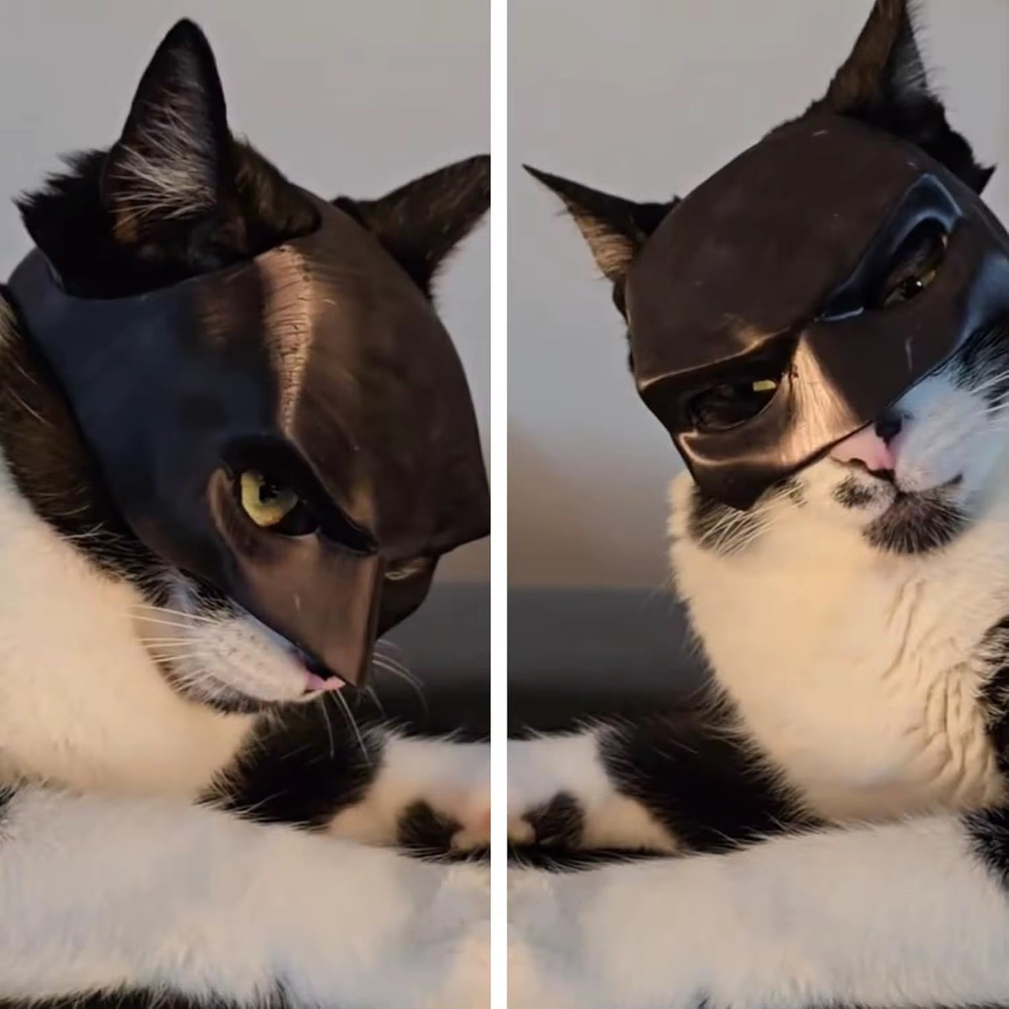 Cat Bat Man Mask – Halloween Superhero Half-Face Pet Costume