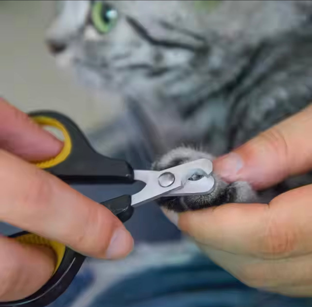 Pet Nail Clippers for Cats & Dogs – Safe & Easy Grooming | Petcore.Ke