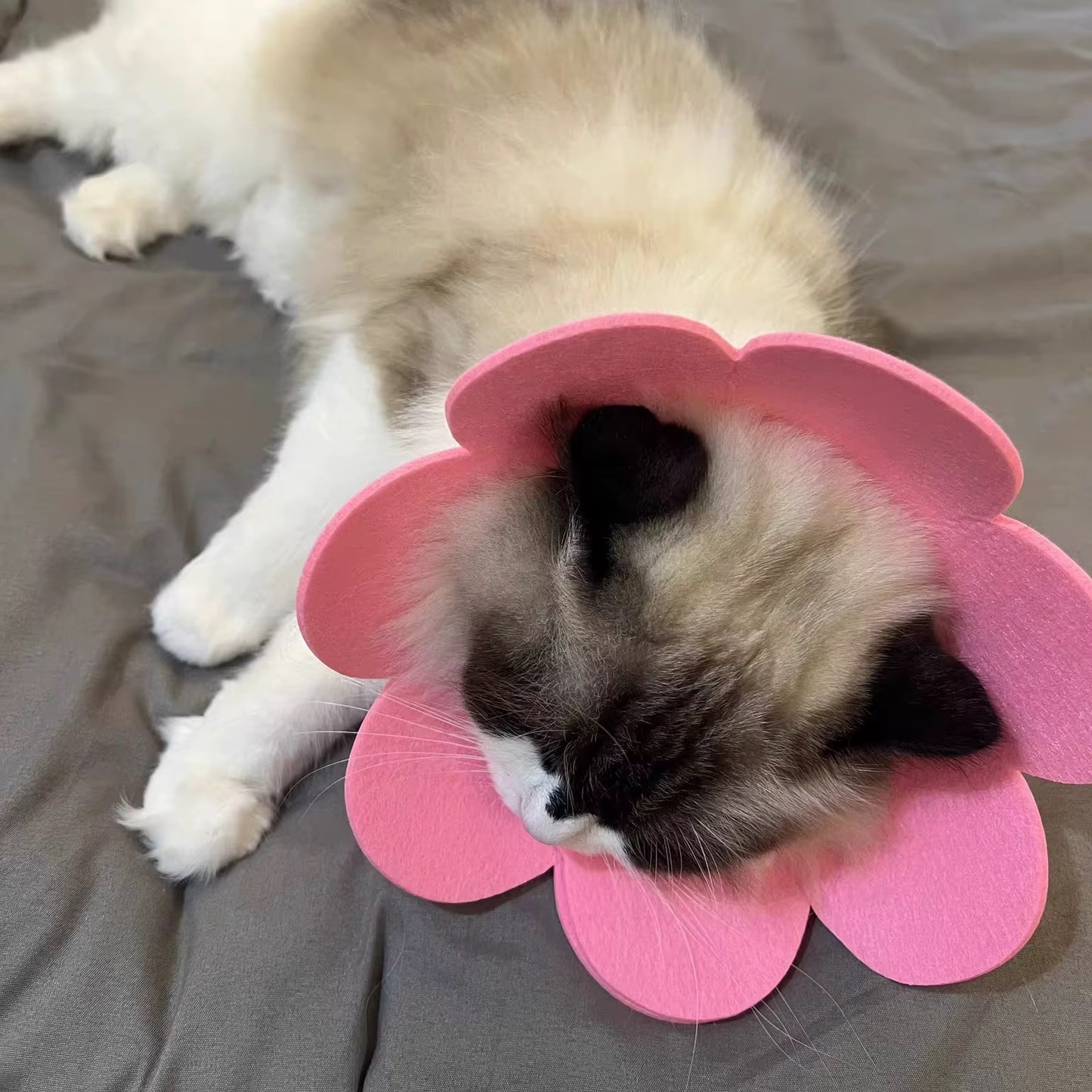 Anti-Licking Elizabeth Cone for Cats – Soft, Comfortable, and Adjustable Recovery Collar in Kenya